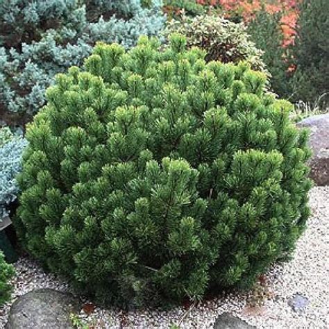 5 Pinus Mugo Pumilio Dwarf Mugo Pine Seeds Etsy Canada