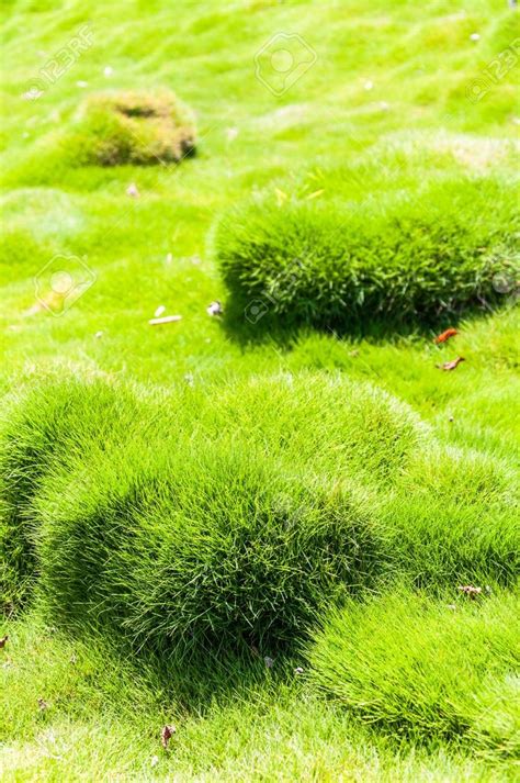 Vibrant And Juicy Clumps Of Korean Velvet Grass Zoysia Tenuifolia Or