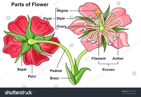 Flower Diagram With Labeled Parts