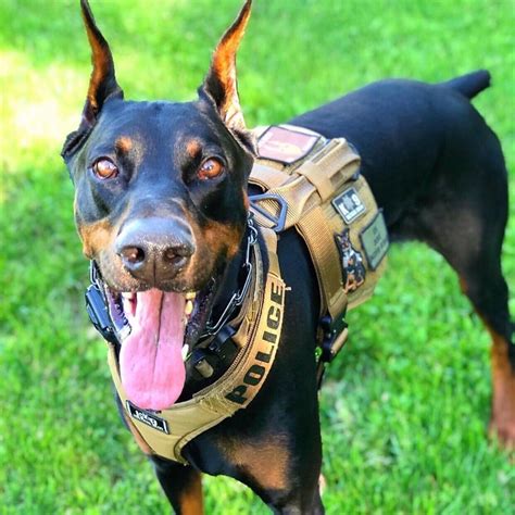 Which One What Color Harness Do K9 Tactical Gear Inc Facebook