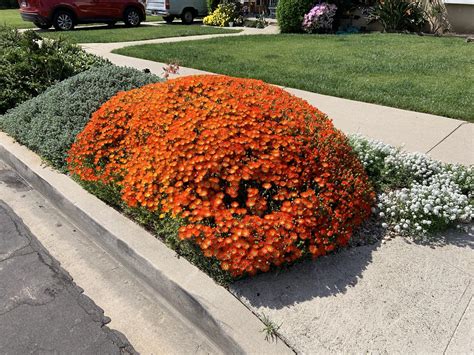 A Bush Completely Covered In Bright Orange Flowers For About Three