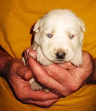 See more of german shepherd dog club of wisconsin on facebook. Husky German Shepherd mix for Sale in Mazomanie, Wisconsin ...