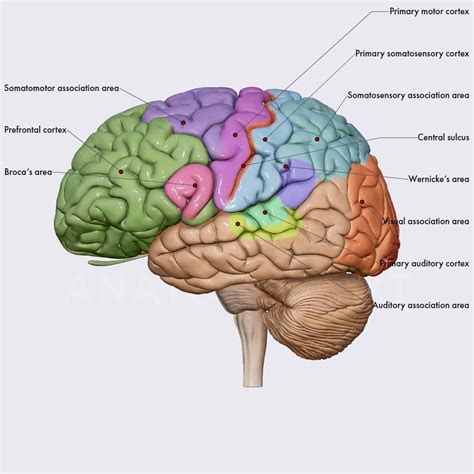 Functional Areas Of The Cerebral Cortex Brain Head And Neck Anatomy App Learn Anatomy