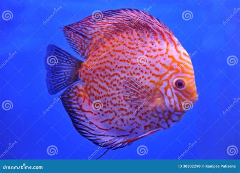Red Stripe Pigeon Blood Discus Stock Photo Image Of Fishtank
