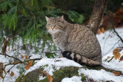 European Wildcat Felis Silvestris Silvestris By Stocksy Contributor