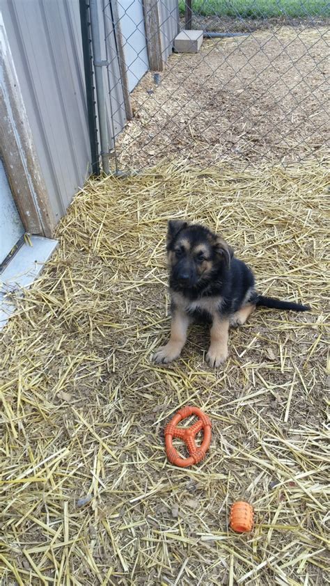 With titled males and beautiful females. German Shepherd Puppies For Sale | Mount Pleasant, IA #283287