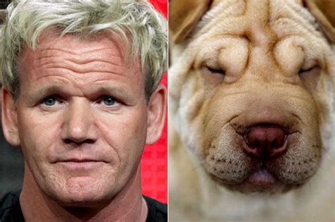 Top 5 Celebrity Look A Like Dogs Housemydog Blog