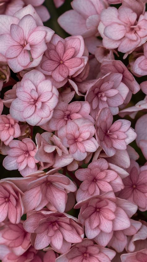 Download Pink Flowers Bloom Garden Wallpaper 1080x1920 Samsung