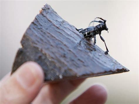 Invasive Species To Watch Out For In Canada The Asian Longhorned Beetle Started Showing Up In