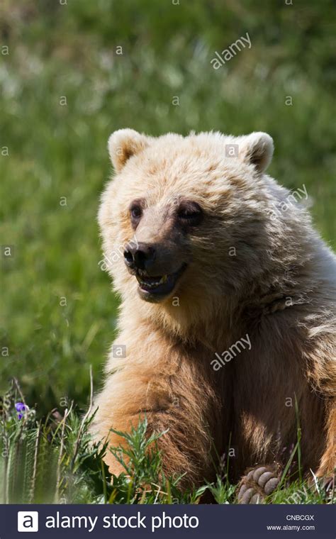 Sub Adult Grizzly Bear With Mouth Open Eats Grass In Highway Pass In