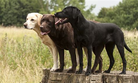 8 Surprising Facts About Labrador Retrievers