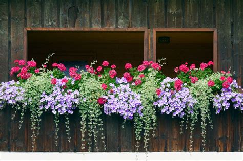 Check out our list of full sun plants for southern gardens and find one for your yard. Pin by debbie chomyn on Dream Home | Window box plants ...