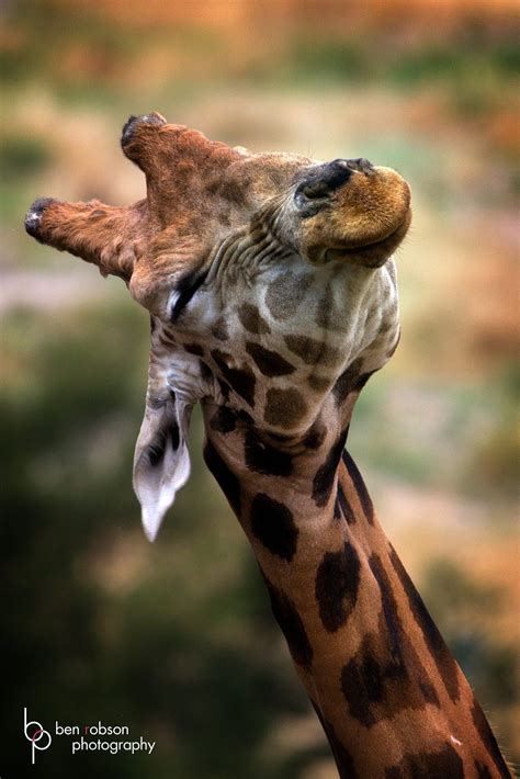 A Smile From One Very Happy Giraffe Taken In An Aussie Zoo But The