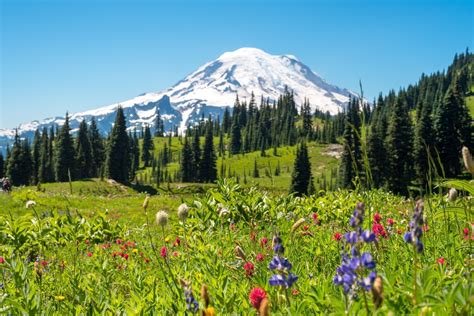 This Easy Wildflower Hike In Washington Will Transport You Into A Sea