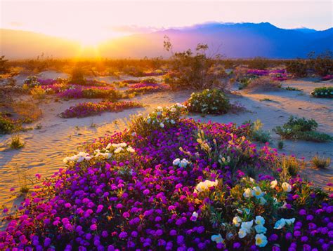 Desert Flowers Erupt In California Super Bloom Petal Talk