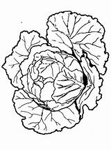 Cabbage Coloring Fun sketch template