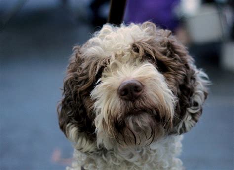 15 Dog Breeds With Curly Hair With Pictures Hepper