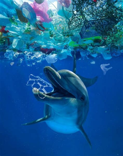 The Best Way To Deal With Ocean Trash Common Bottlenose Dolphin