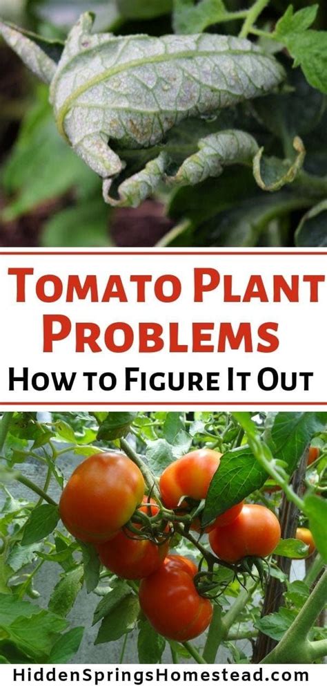 Tomato Plant Problems Are Your Leaves Curling Up Learn What Causes
