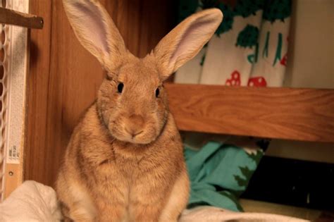Bunny Looks Like A Real Velveteen Rabbit — The Daily Bunny Velveteen