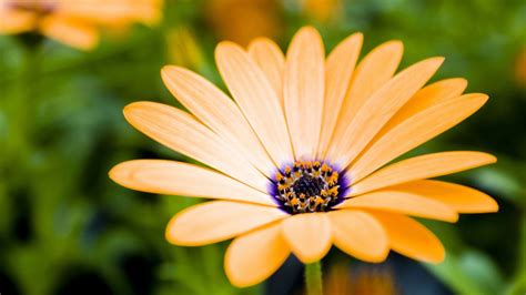 Romantic Flowers Gerbera Daisy Flower