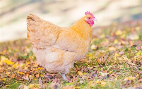 Chicken Breeds That Lay The Largest Brown Eggs Learnpoultry