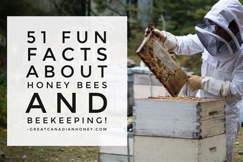 51 Fun Facts About Honey Bees Honey Beekeeping And Bees The Great