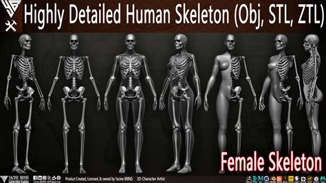 Artstation Highly Detailed Human Skeleton Female Resources