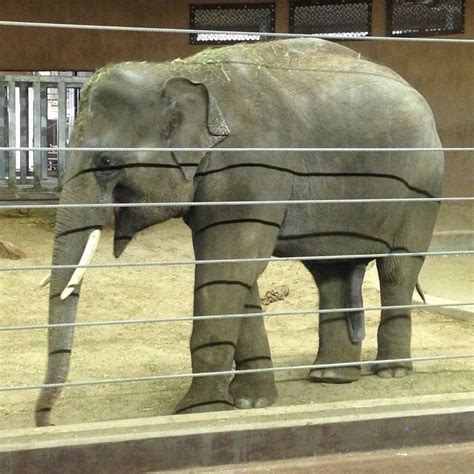 Saw The Rare 5 Legged Elephant At The Zoo The Other Day Rfunny