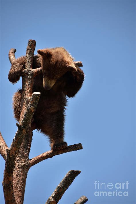 Very Cute Black Bear Cub Standing In A Tree Photograph By Dejavu