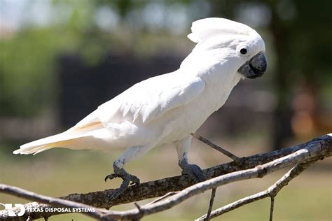 Big White Pet Birds Pets Animals Us