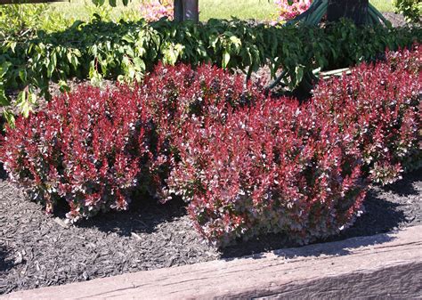 Crimson Ruby Japanese Barberry Garden Shrubs Plants Colorful Shrubs