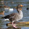 2,229 Goose Rock Photos - Free & Royalty-Free Stock Photos from Dreamstime