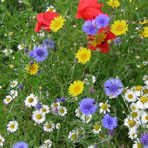 8020 Wild Flower Seed Sunshine Meadow Mix Wildlife Annual Plants
