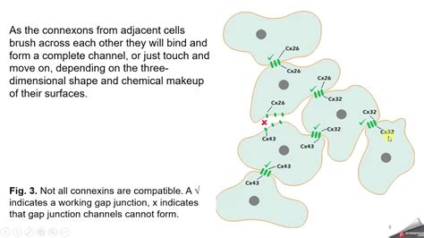 Avc Chapter Cells Junctions Youtube