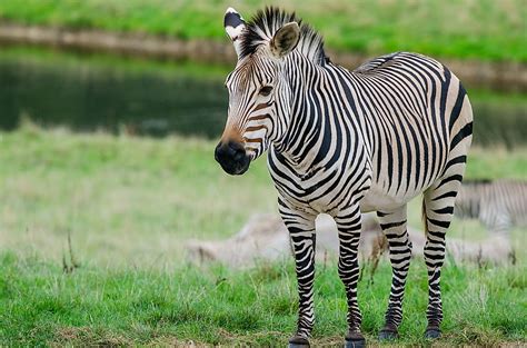 How Many Types Of Zebras Are There Worldatlas