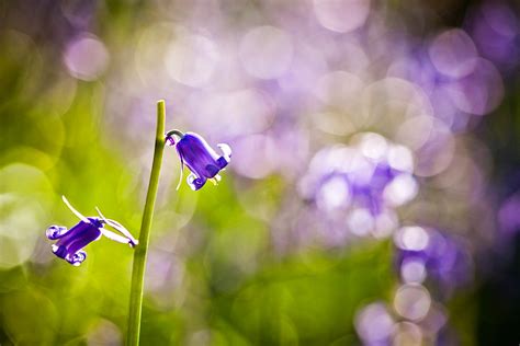 Beautiful Stock Photos And Images Of Bluebells Bluebell Season In