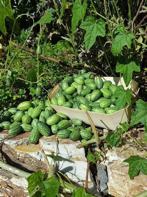 It is impossible for a list like this to be entirely comprehensive. How To Grow Cucamelons - The Most Exciting Fruit You Can ...