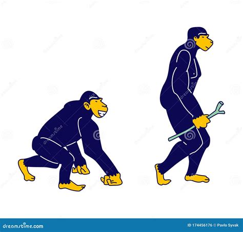Evolution Human Development Process Concept Monkey Primate Evolve