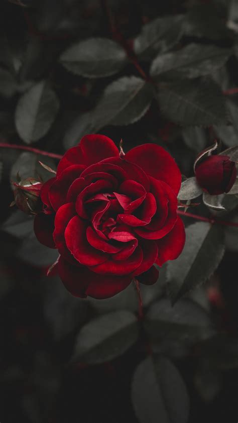 Find the best red rose with black background on getwallpapers. Download wallpaper 1350x2400 rose, red, flower, bud iphone ...