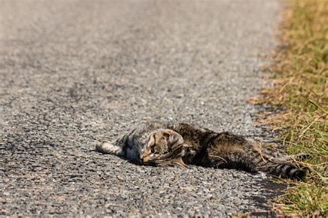 Dead Tabby Cat Lying On Road Stock Photo And More Pictures Of Asphalt