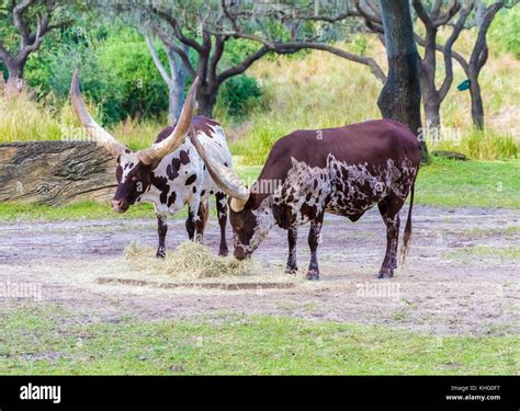 Ankole Watusi Cattle Grazing Stock Photo Alamy