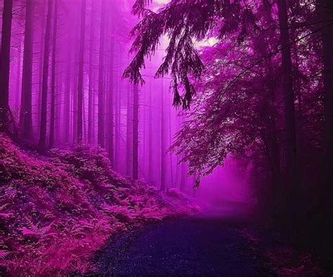 Forest Of Purplr Forest Wallpapers Purple Forest Forest Fantasy Art