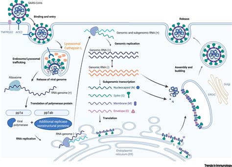 Mechanisms Of Sars Cov 2 Transmission And Pathogenesis Trends In