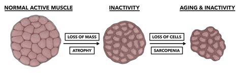 Crossfit Muscle Basics Part 4 Atrophy And Sarcopenia