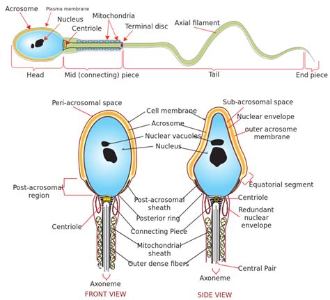 Physiology Of The Male Reproductive System Boundless Anatomy And