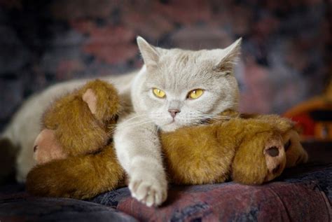 So Sweet British Shorthair Cute Cats And Dogs Cats