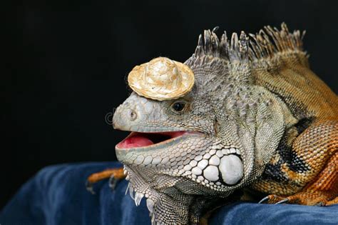 Iguana Verde Usando Sombrero Gracioso Imagen De Archivo Imagen De