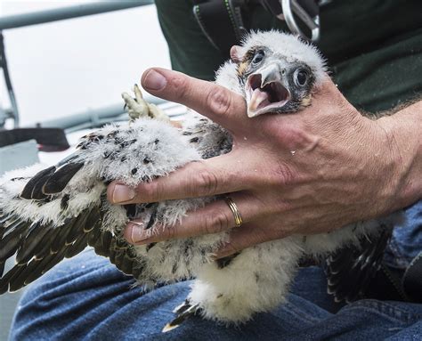 Photos Meet The Peregrine Falcon Chicks Hatched Atop Our Bridges This