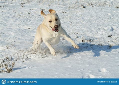 A Dog Labrador Retriever Running On The Snow In Winter Snowy Landscape